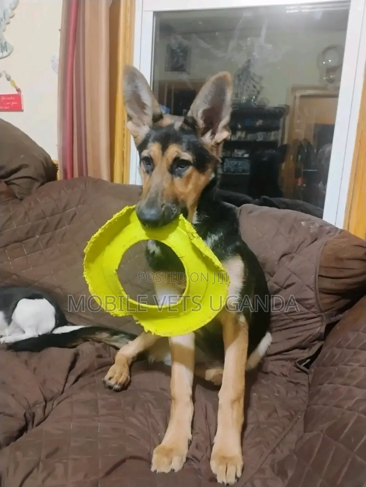 6-12 months Male Purebred German Shepherd