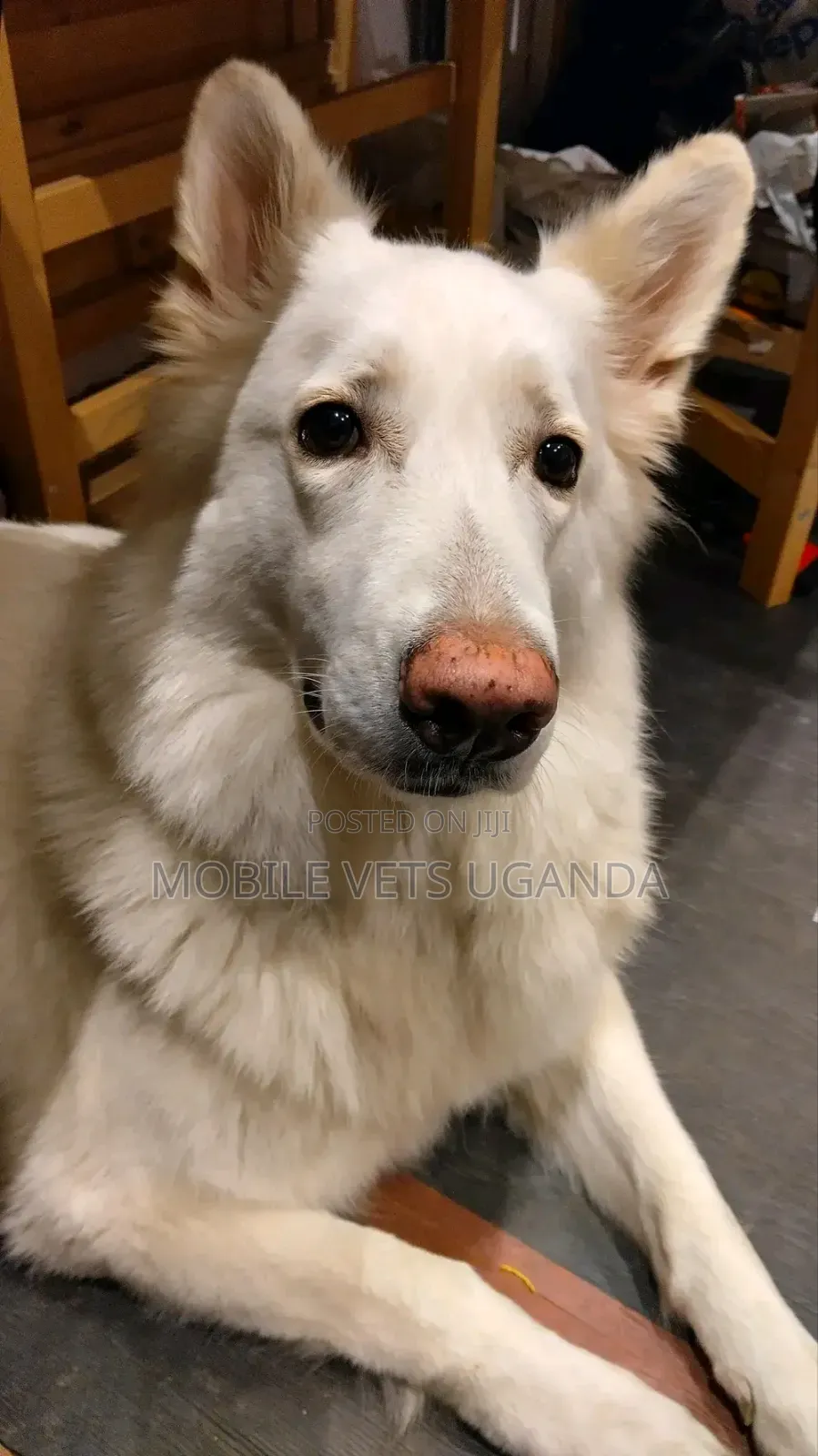 6-12 months Male Purebred Swedish Vallhund