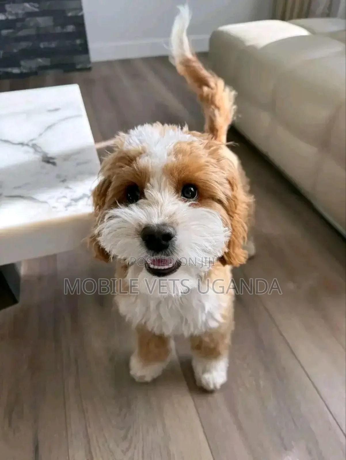 0-1 month Female Purebred Maltese