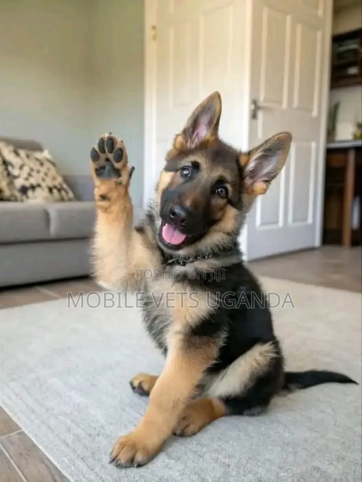 3-6 months Male Purebred German Shepherd