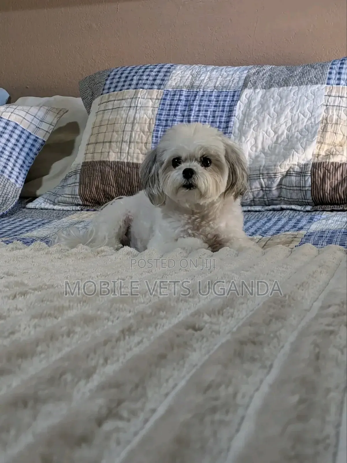 1-3 months Male Purebred Maltese