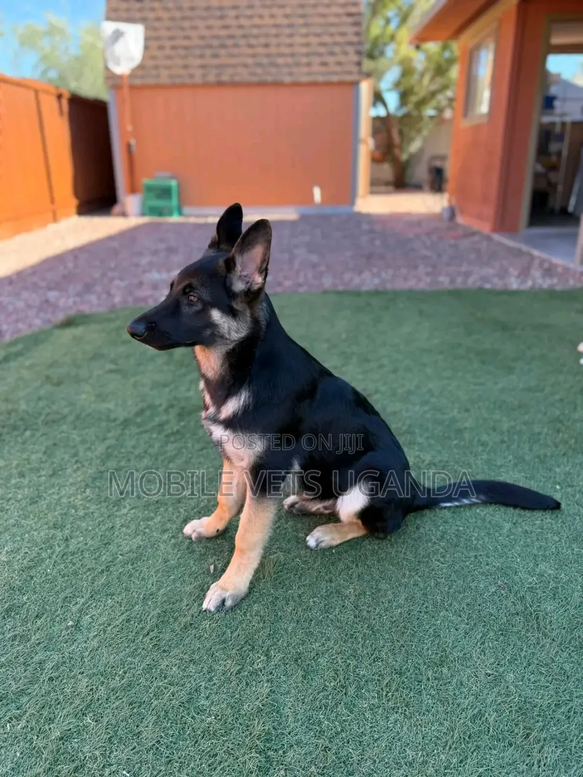 3-6 months Male Purebred German Shepherd