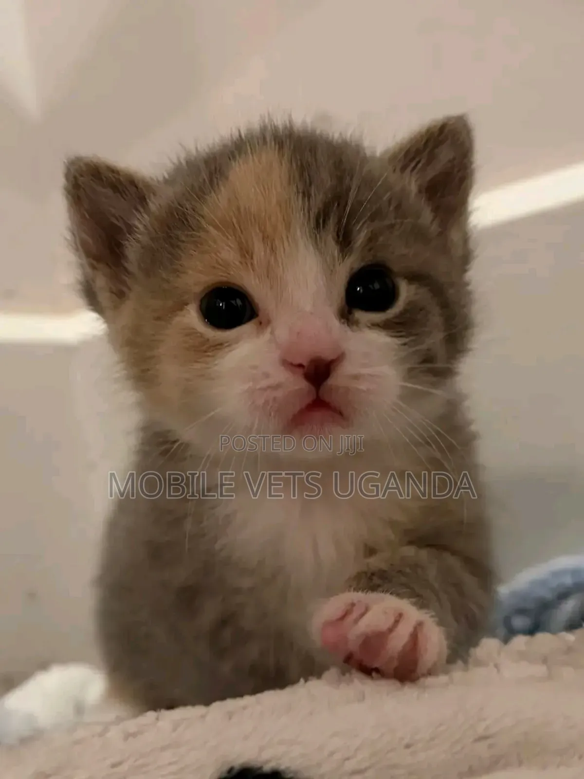 1-3 months Female Purebred Tabby