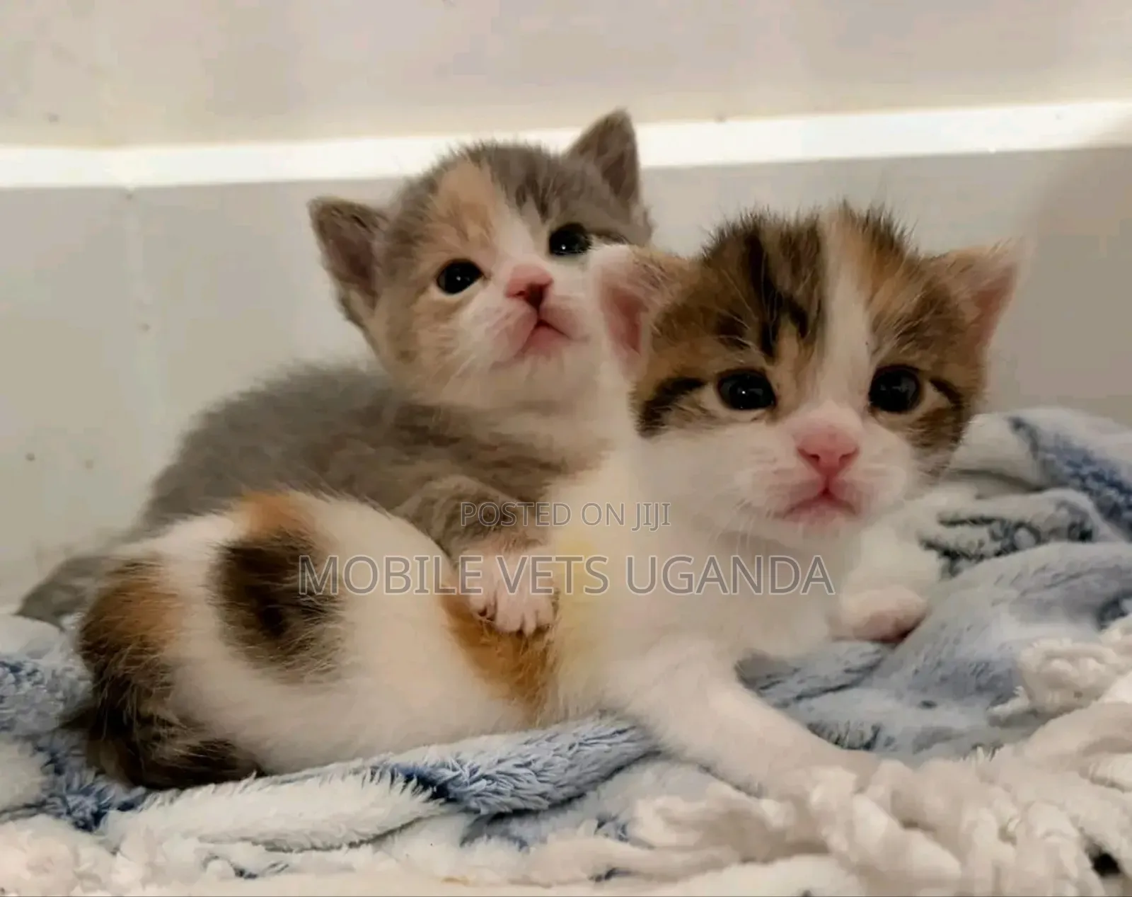 0-1 month Male Purebred Burmilla