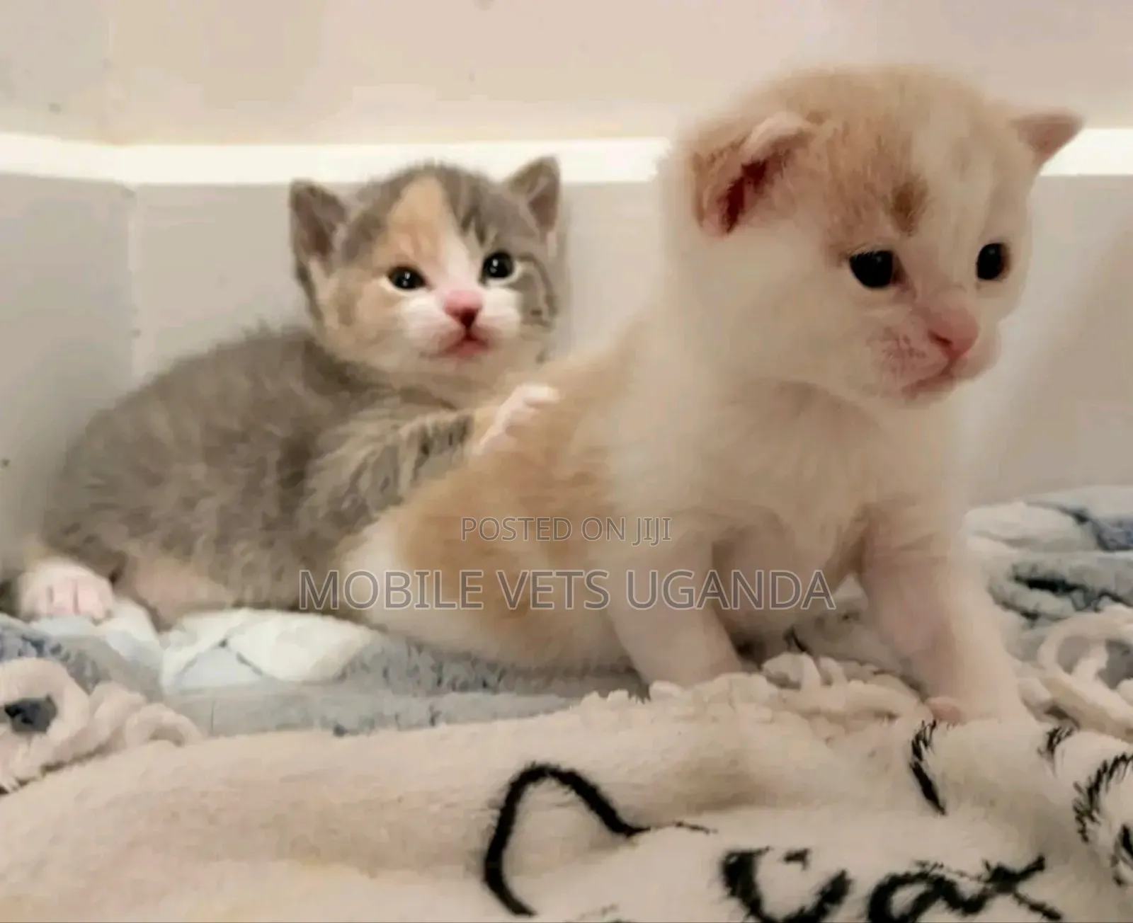 0-1 month Male Purebred Maine Coon