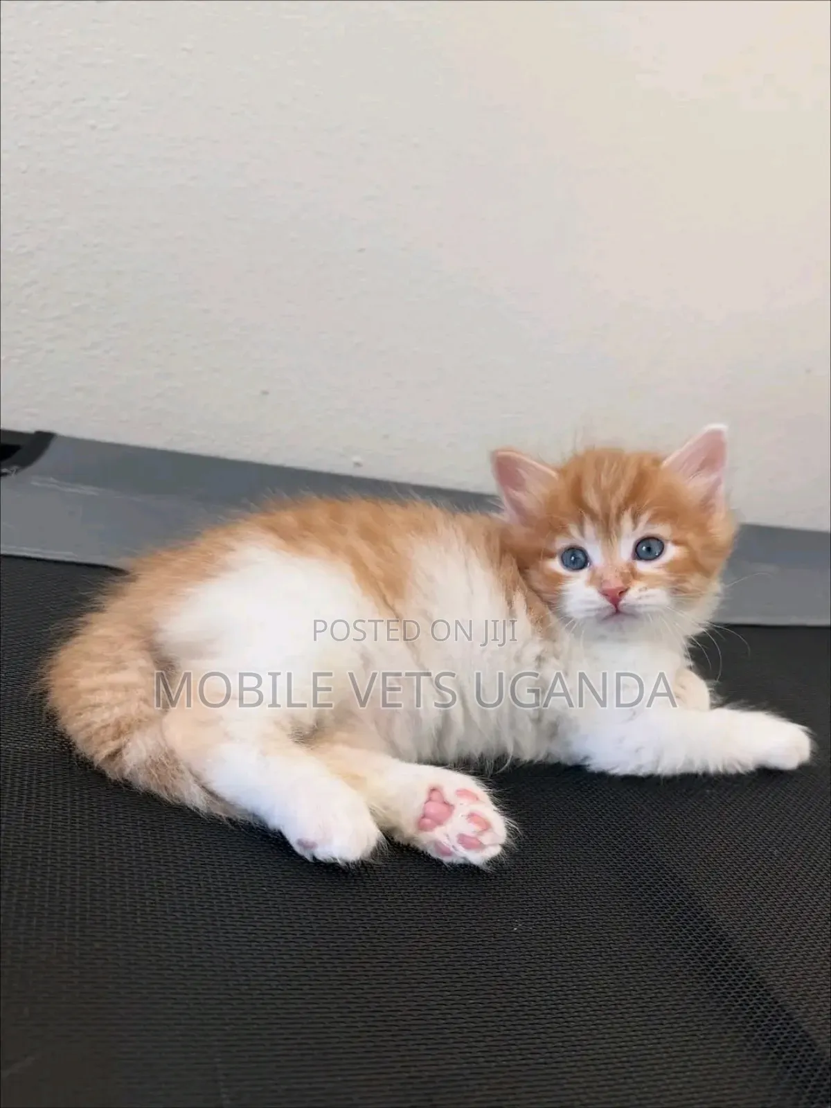 1-3 months Male Purebred Abyssinian