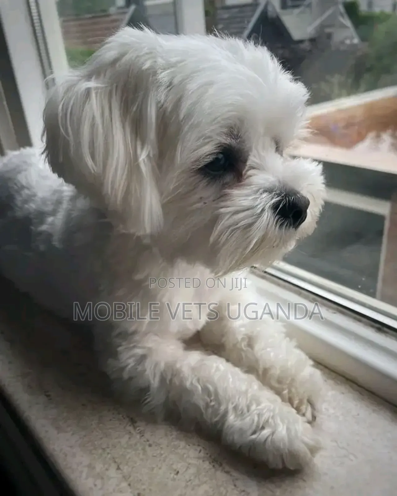 3-6 months Female Purebred Maltese