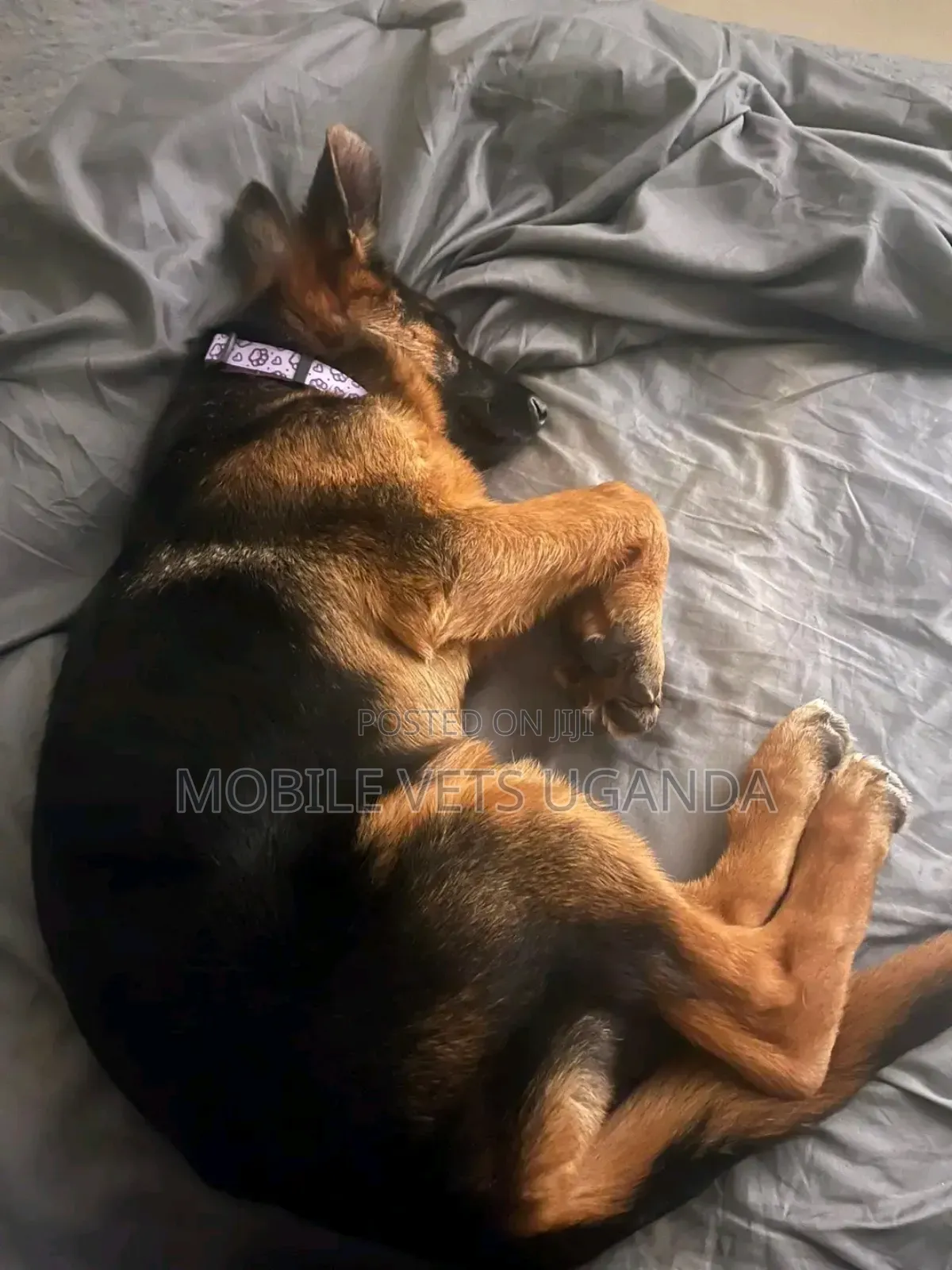 1-3 months Male Purebred German Shepherd