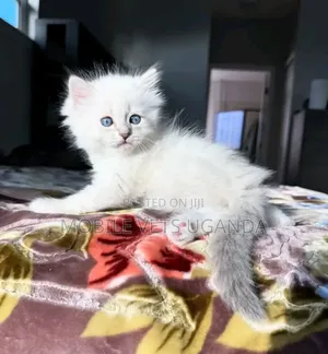 0-1 month Male Purebred Persian