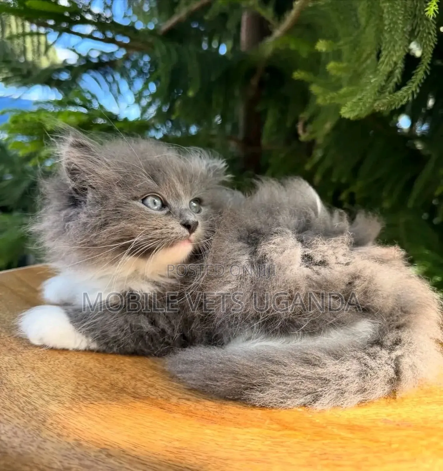 3-6 months Female Purebred Persian