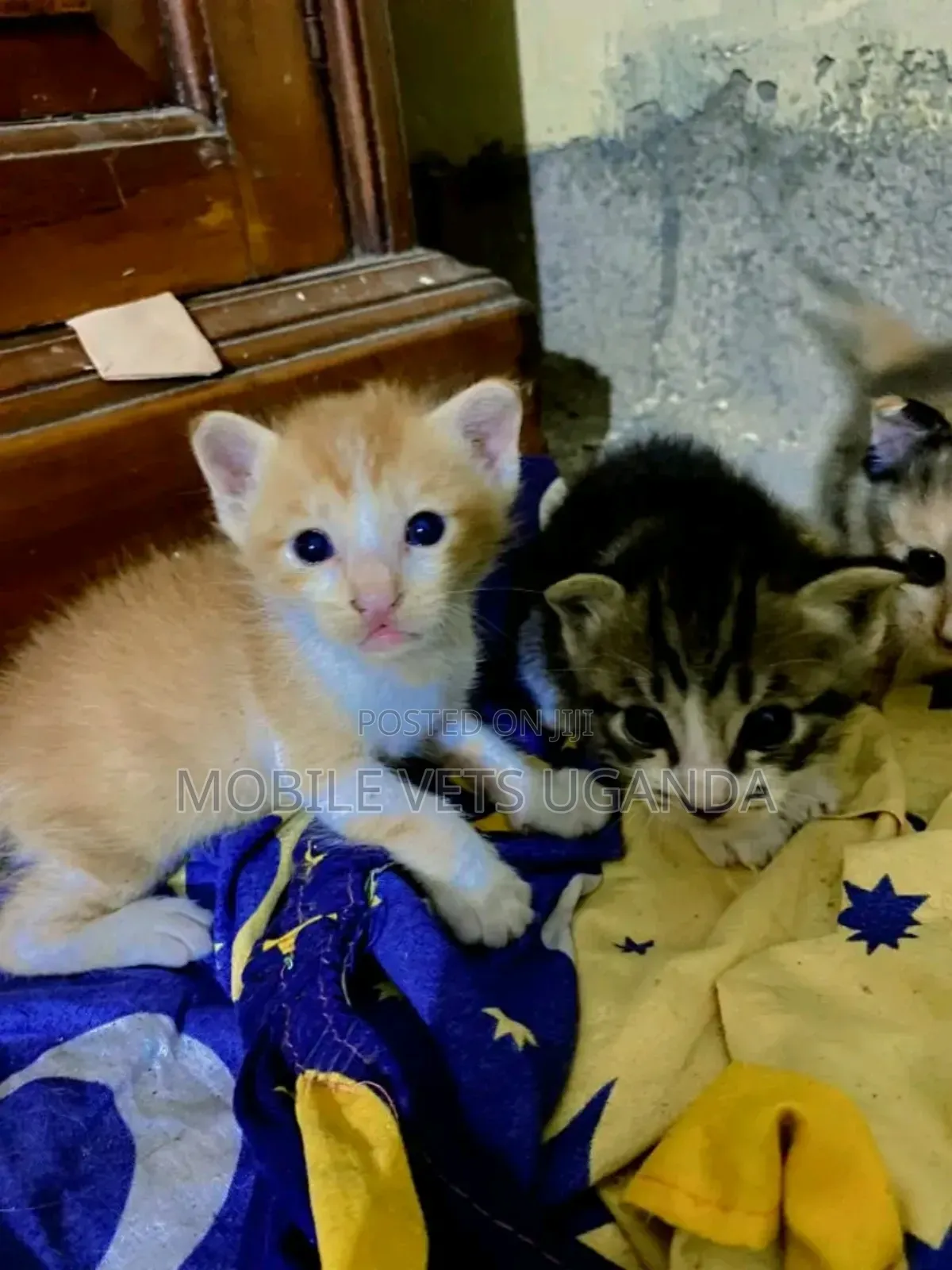0-1 month Male Purebred American Bobtail