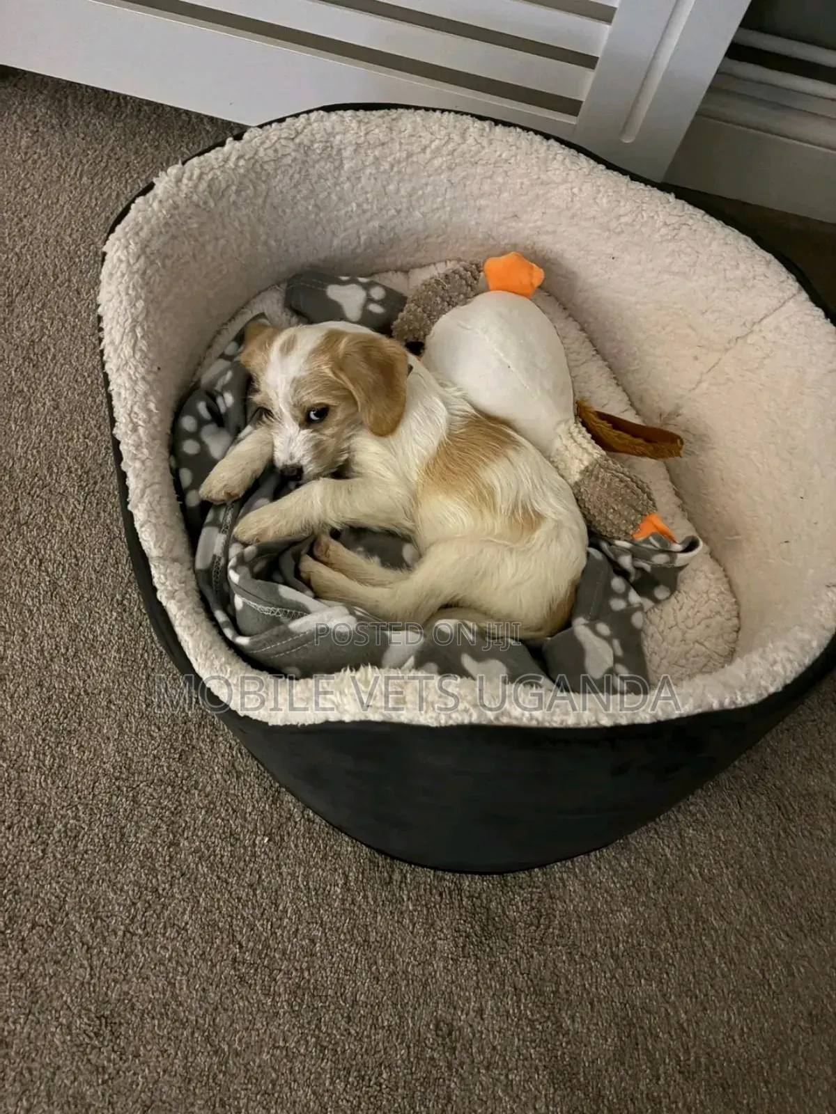 3-6 months Male Purebred Japanese Spitz