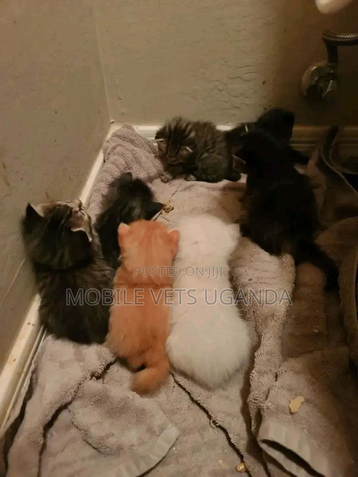 0-1 month Female Purebred Turkish Van