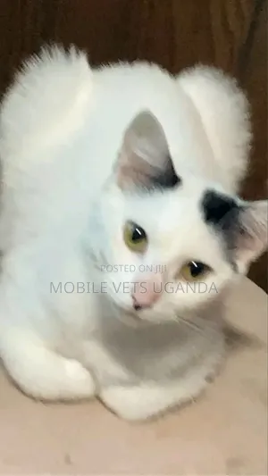 3-6 months Male Purebred Snowshoe