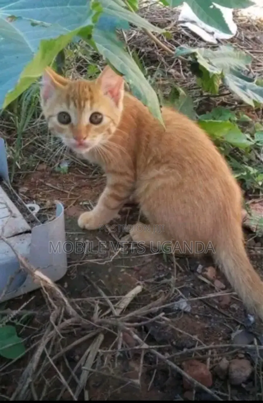 1-3 months Male Purebred Ragamuffin