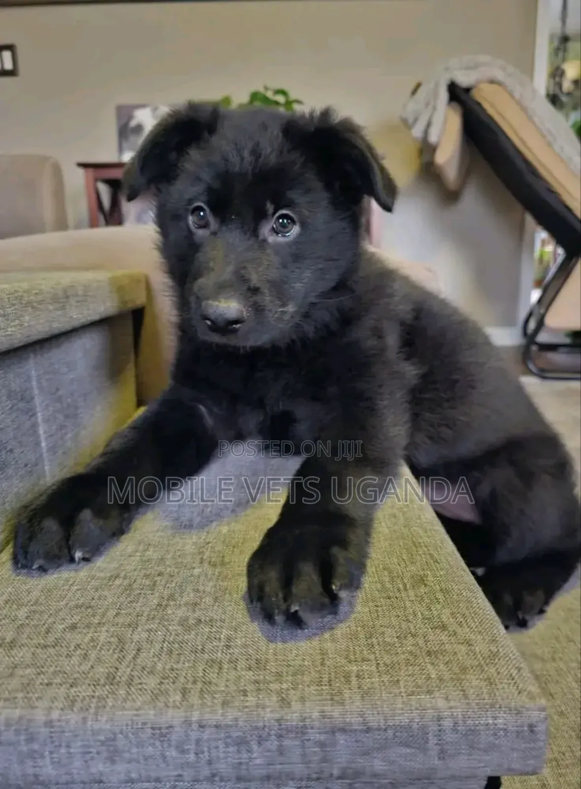 1-3 months Female Purebred German Shepherd