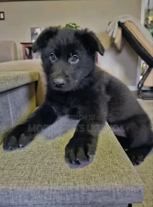1-3 months Female Purebred German Shepherd