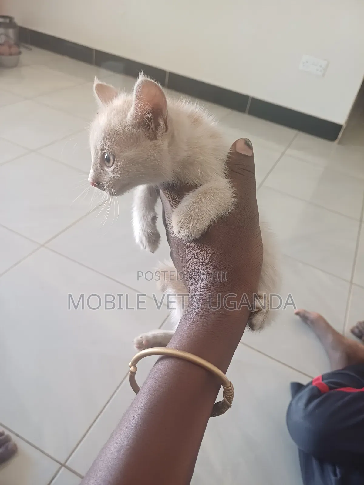 0-1 month Male Purebred Birman