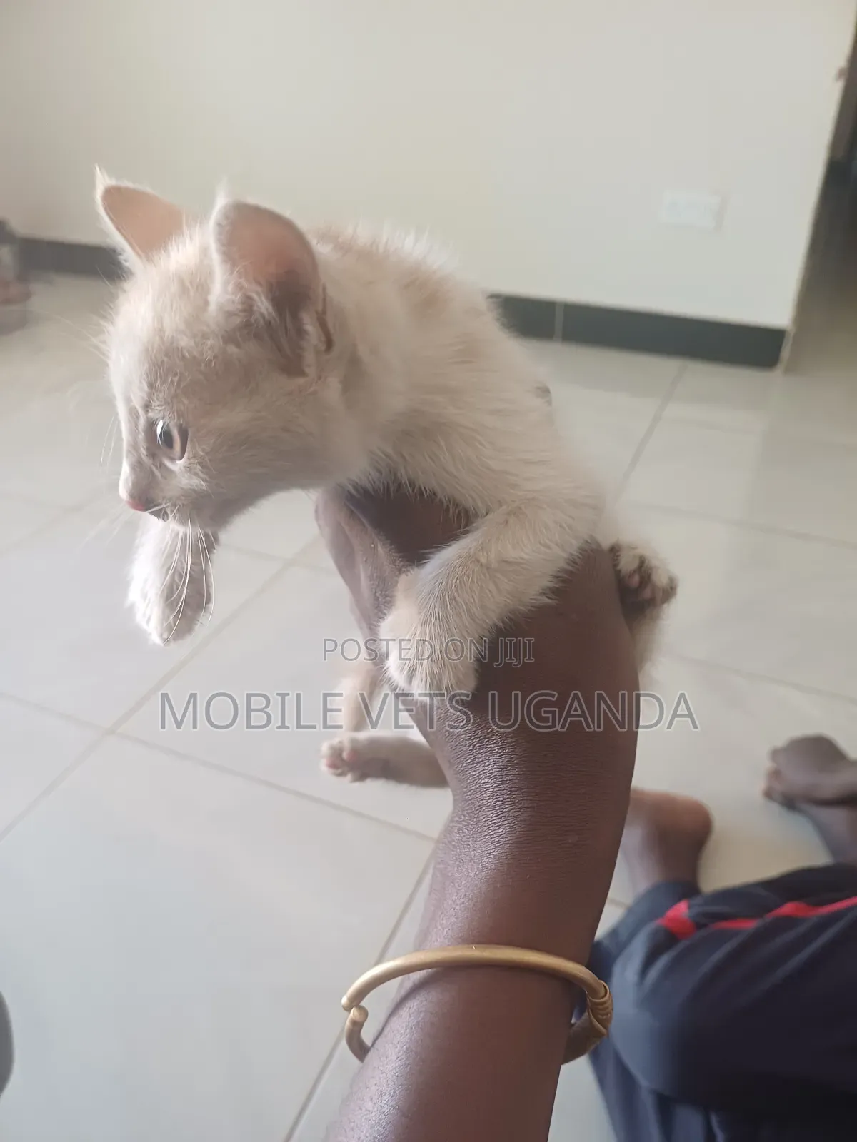 1-3 months Female Purebred Sphynx