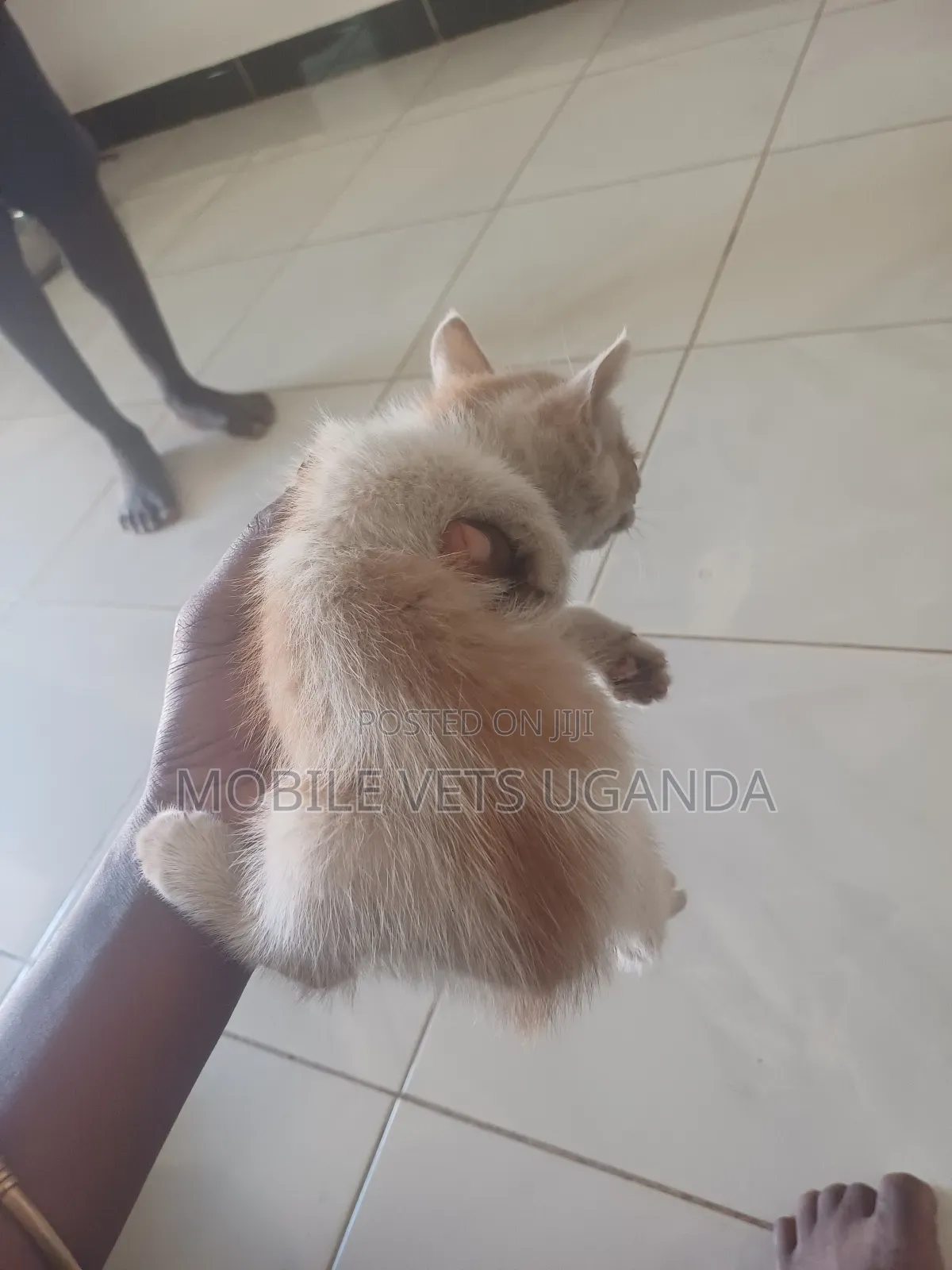 0-1 month Male Purebred Singapura