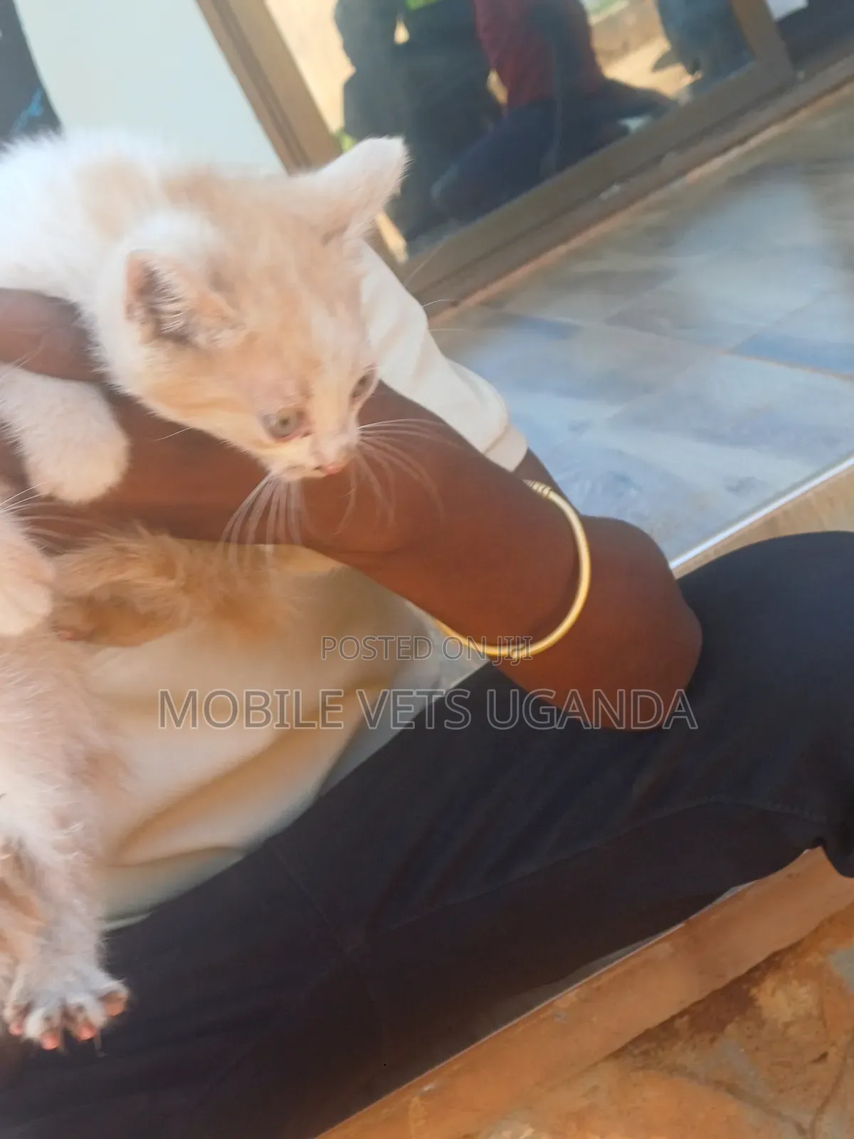 0-1 month Male Purebred American Shorthair