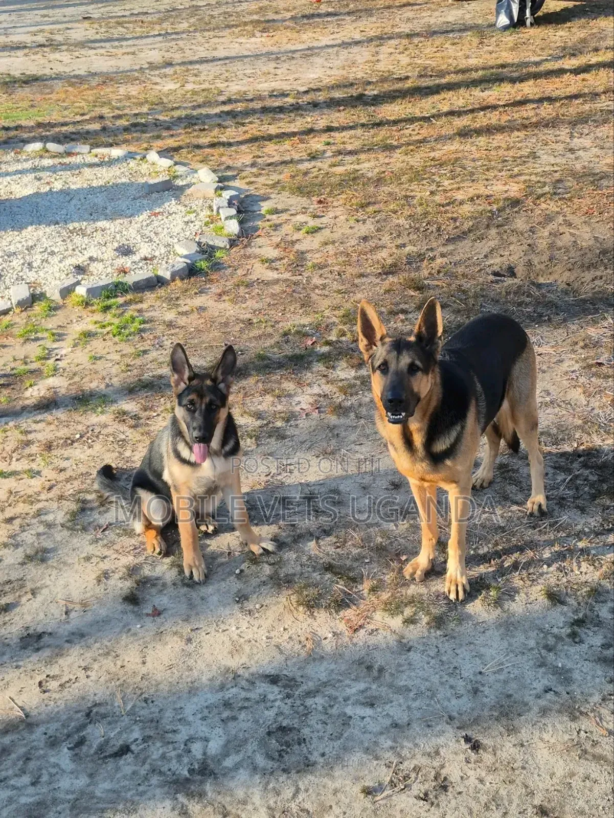 6-12 months Male Purebred German Shepherd