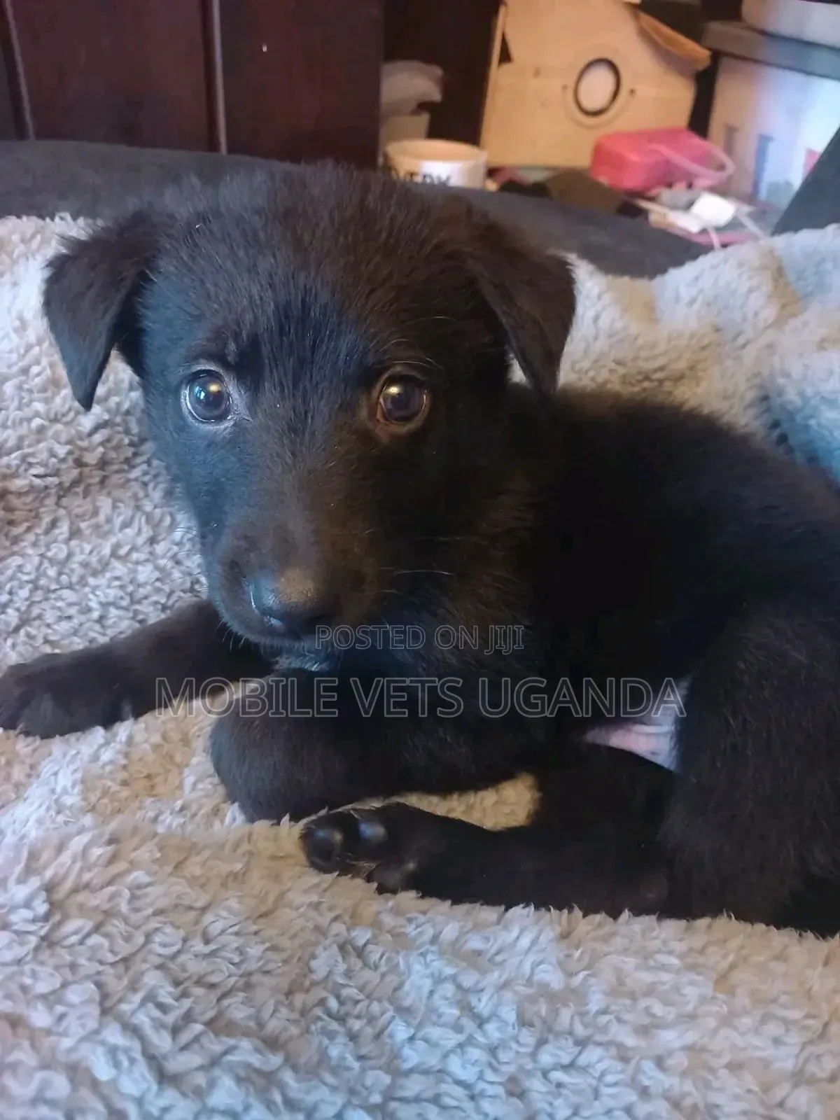 3-6 months Female Purebred German Shepherd