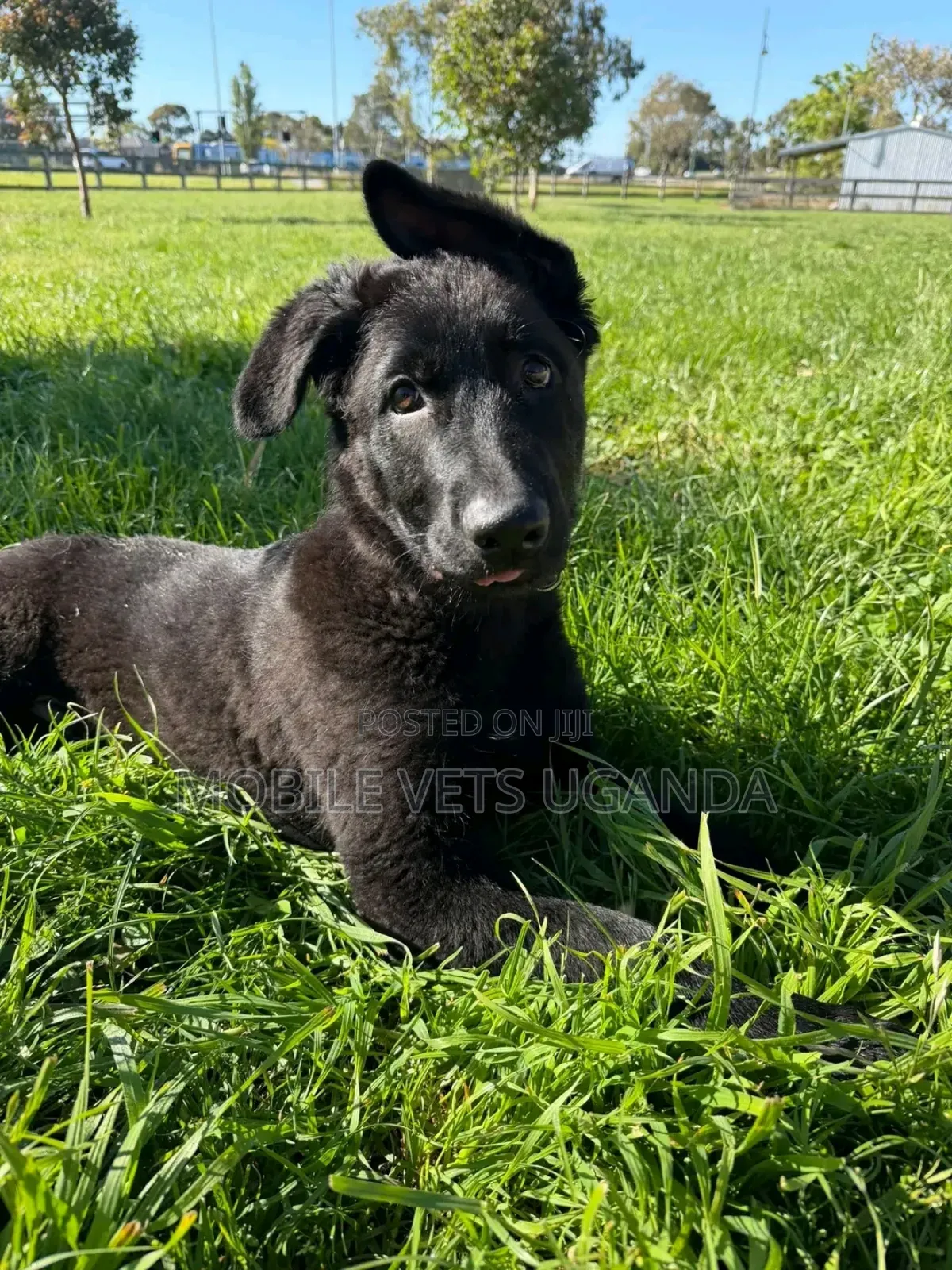 1-3 months Female Purebred German Shepherd