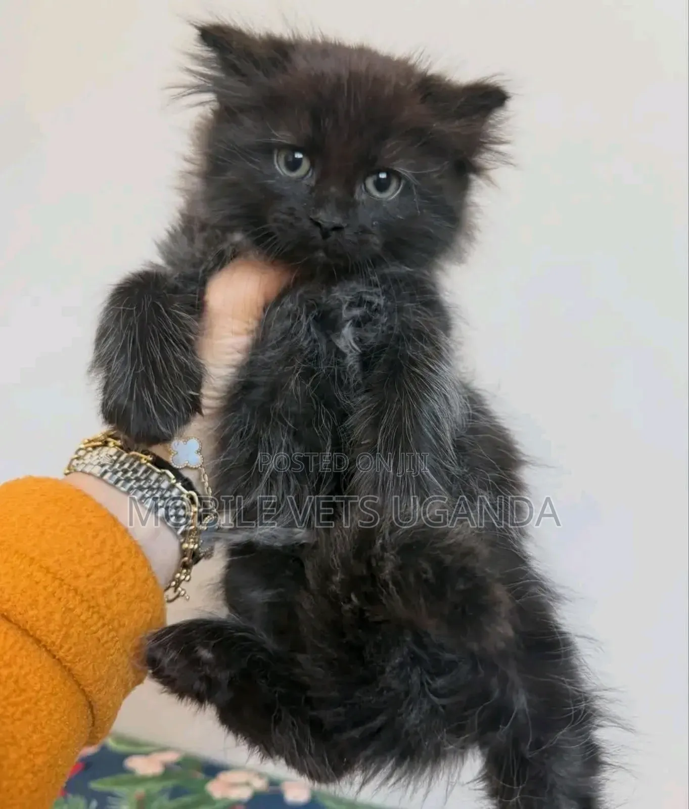 1-3 months Male Purebred Egyptian Mau