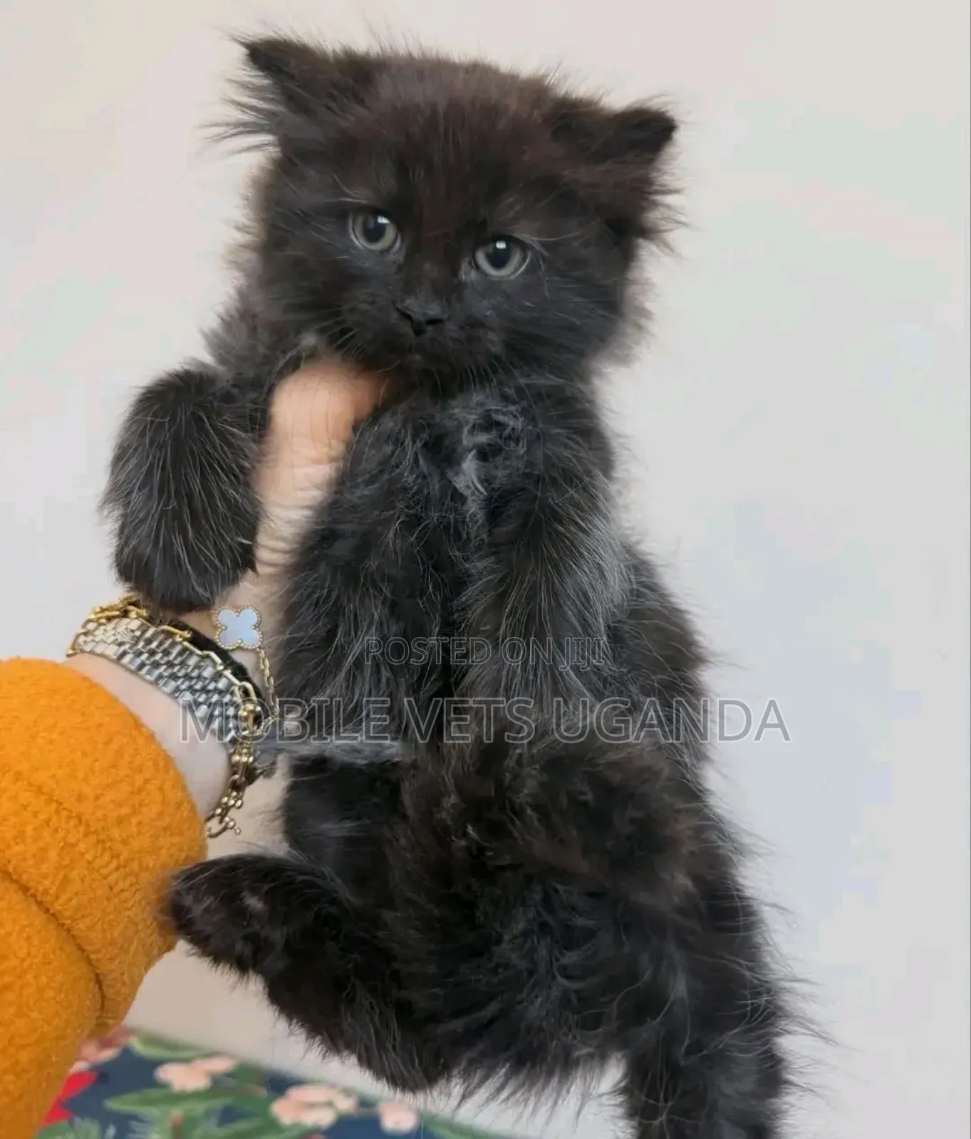 1-3 months Female Purebred American Wirehair