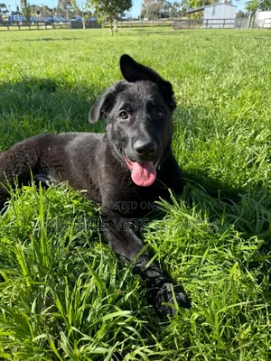 1-3 months Female Purebred German Shepherd