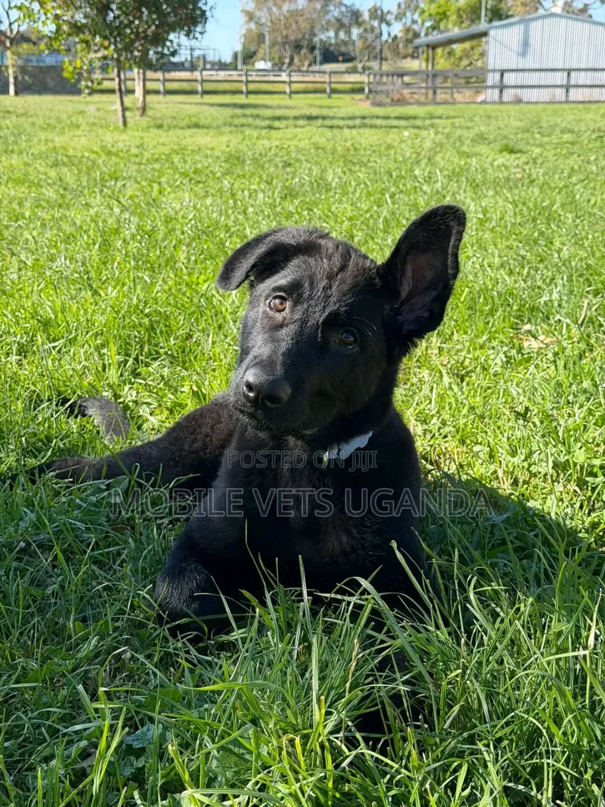 3-6 months Female Purebred German Shepherd