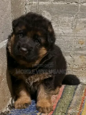 0-1 month Female Purebred German Shepherd