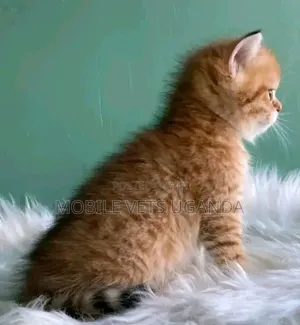 0-1 month Male Purebred Nebelung