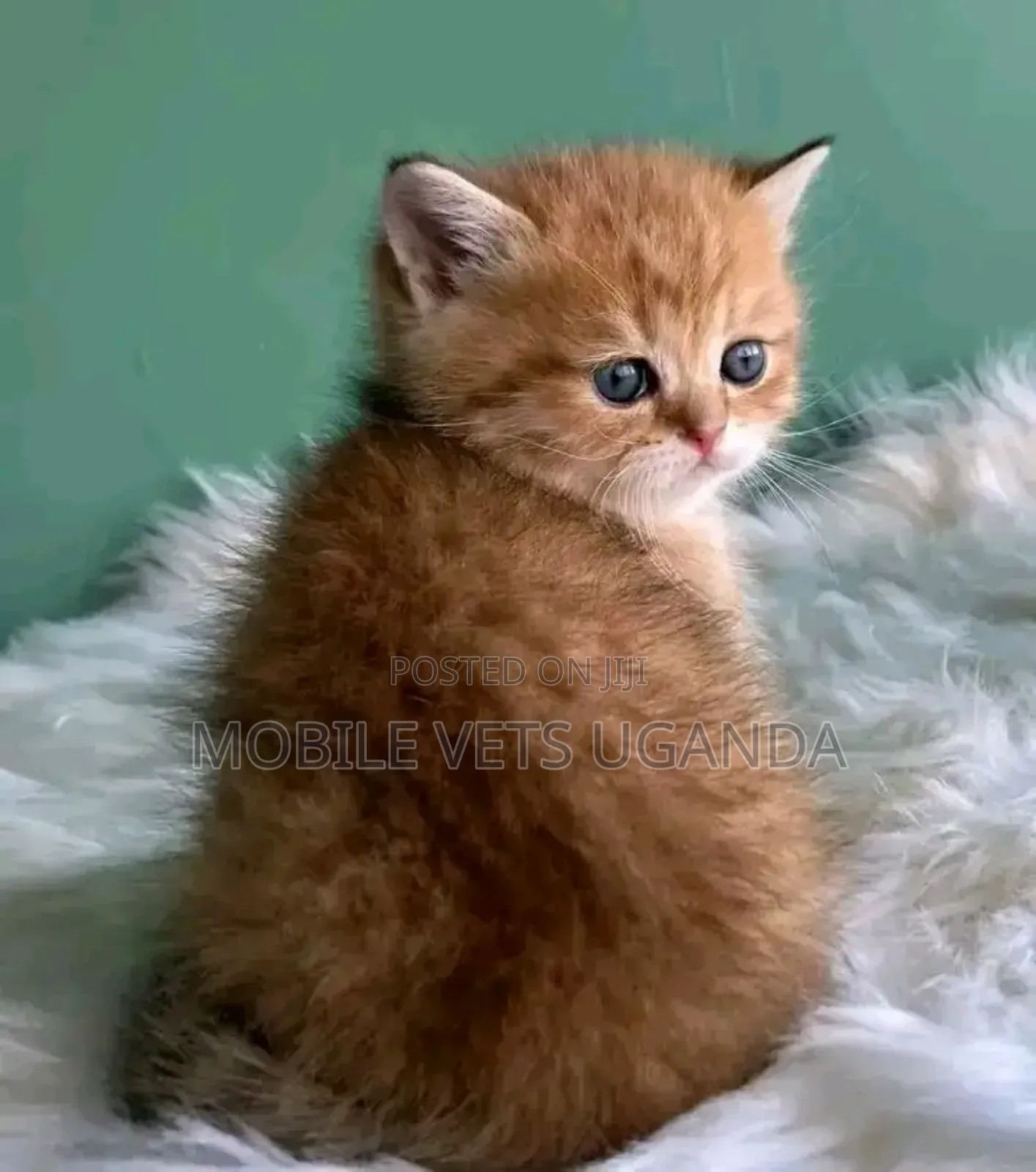 0-1 month Female Purebred Javanese