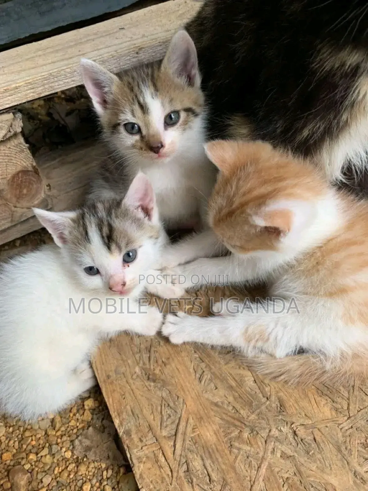 1-3 months Female Purebred Balinese