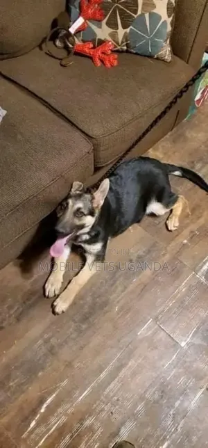 3-6 months Male Purebred German Shepherd