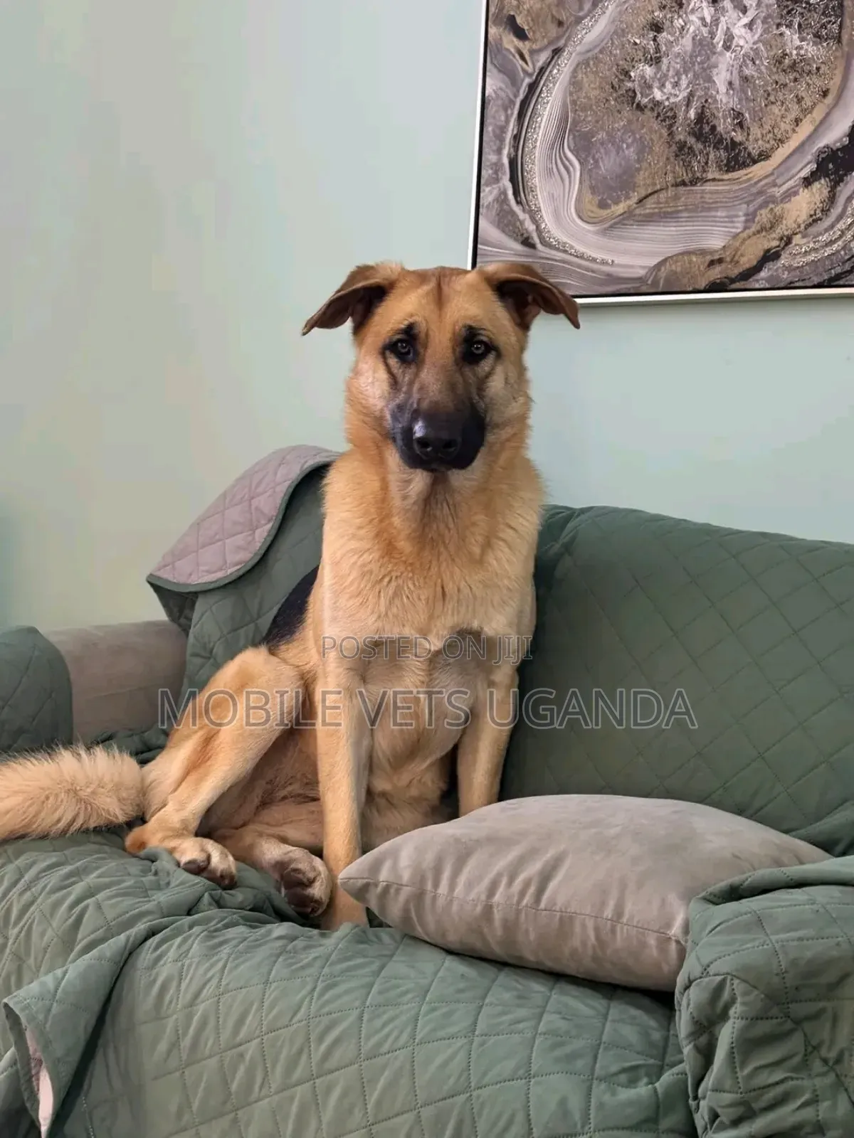 6-12 months Female Purebred German Shepherd