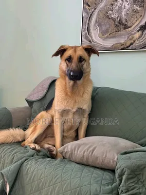 6-12 months Female Purebred German Shepherd