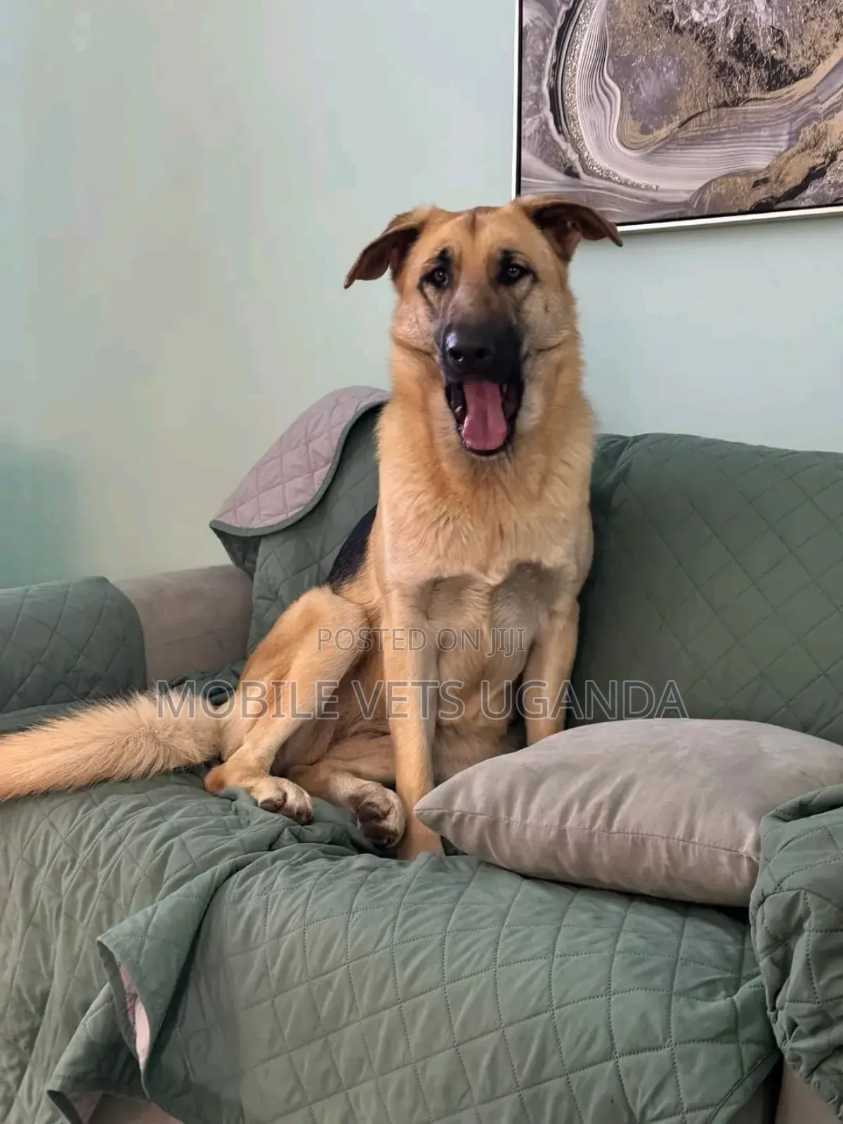 1+ year Male Purebred German Shepherd