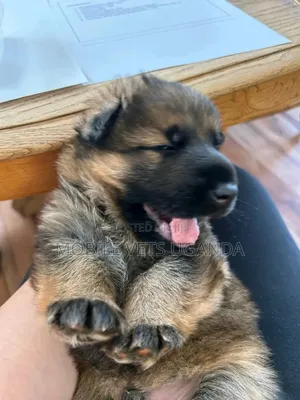 0-1 month Female Purebred German Shepherd