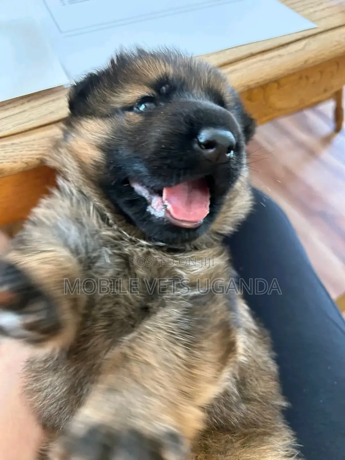 0-1 month Female Purebred German Shepherd