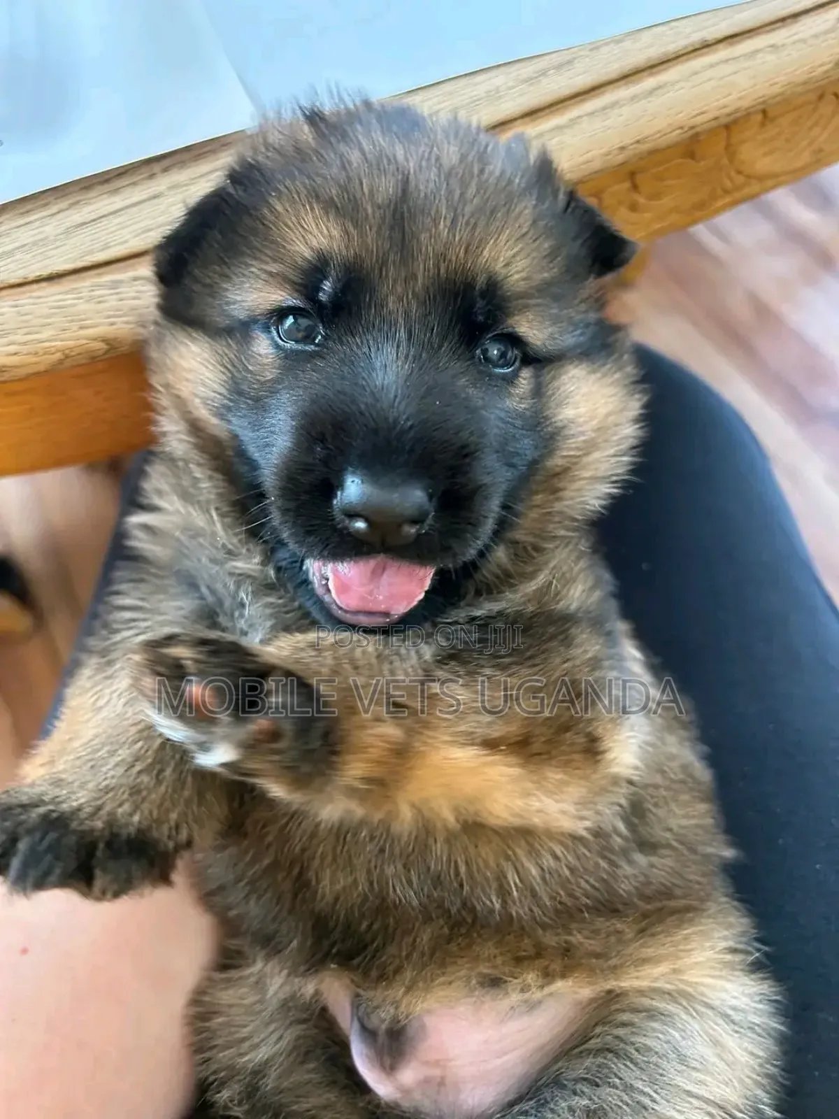 1-3 months Female Purebred German Shepherd
