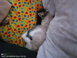 1-3 months Female Purebred American Curl
