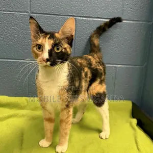 3-6 months Female Purebred Bombay