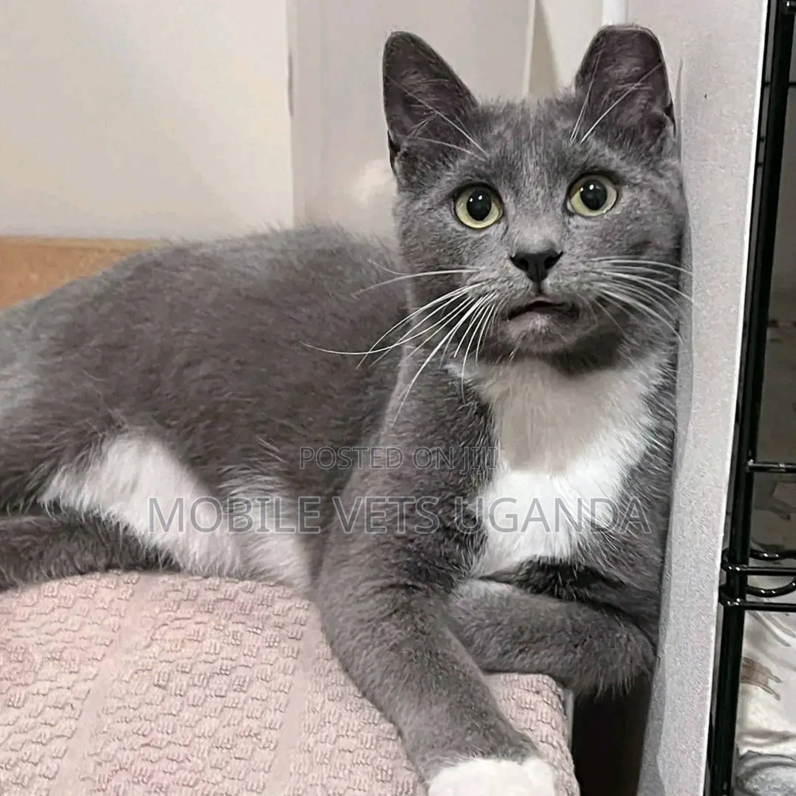 6-12 months Male Purebred Egyptian Mau