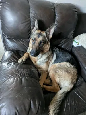 6-12 months Male Purebred German Shepherd