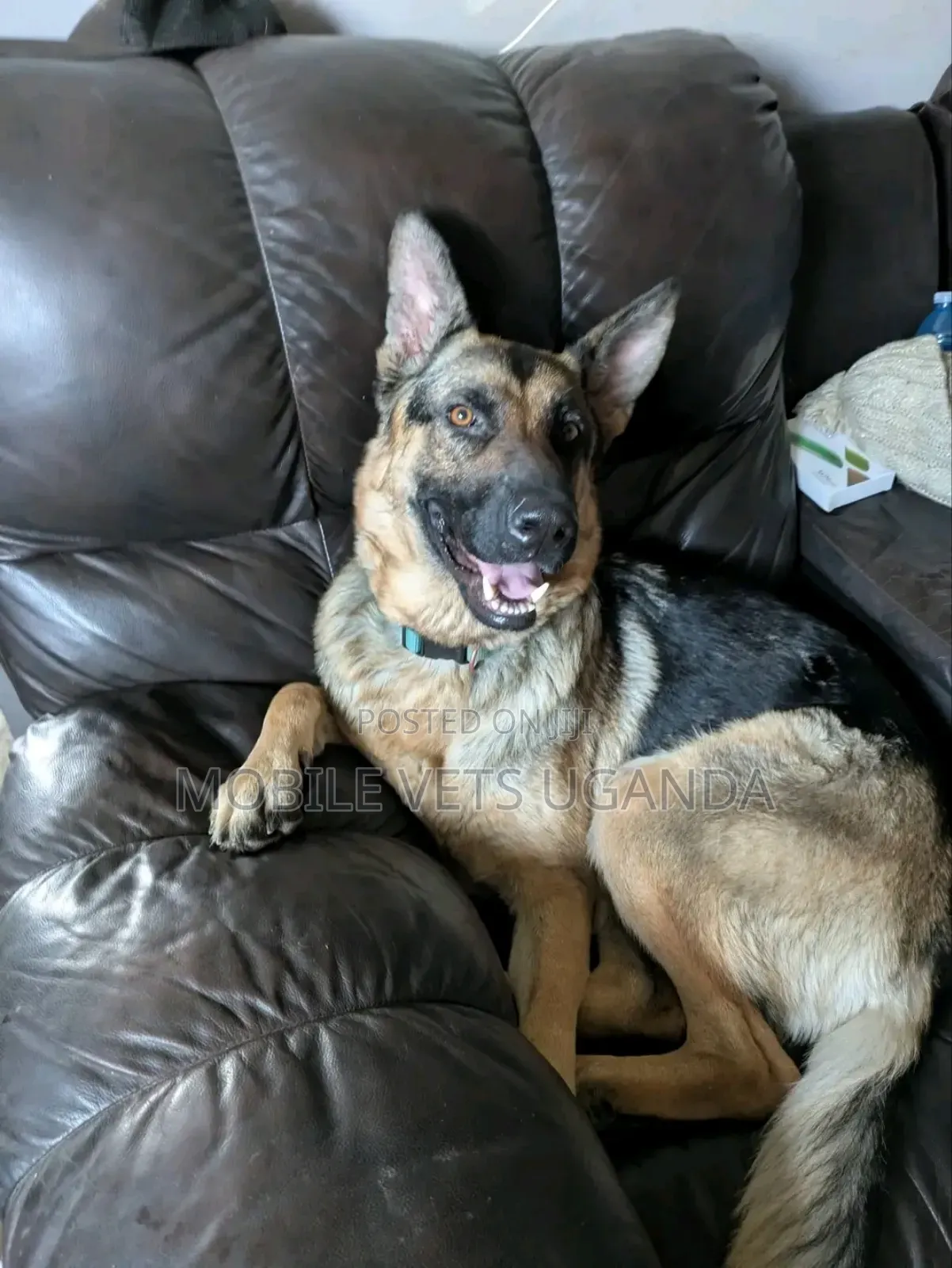 3-6 months Female Purebred German Shepherd
