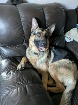 3-6 months Female Purebred German Shepherd