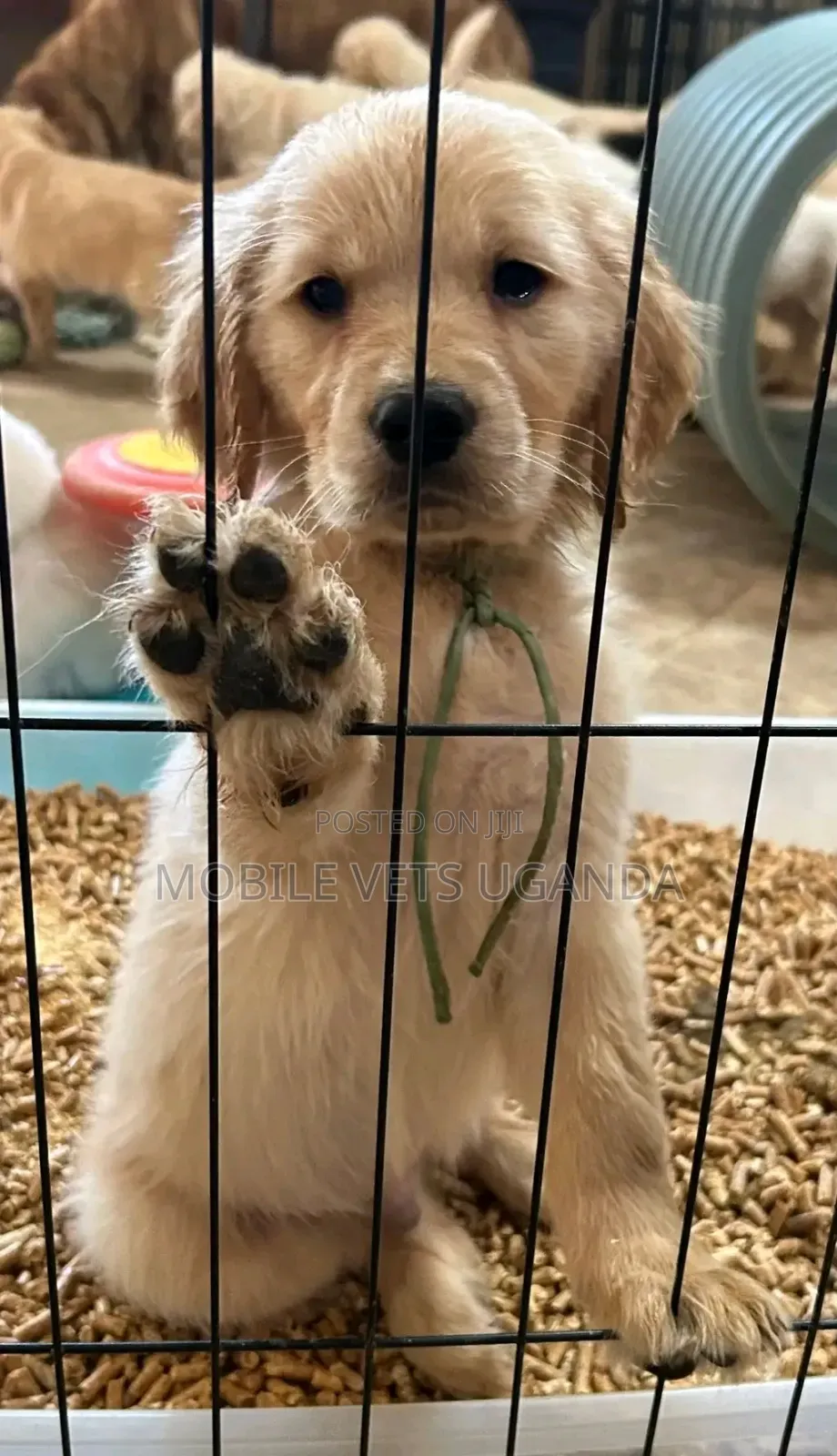 1-3 months Male Purebred Golden Retriever